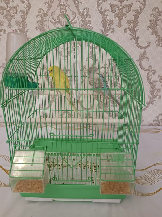 Попугай с клеткой
