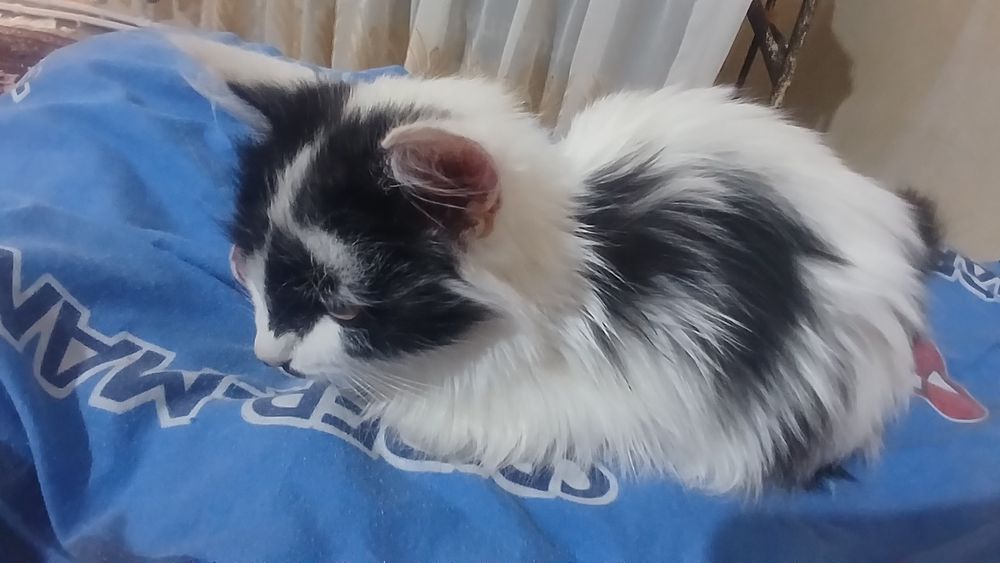 Kiz bola mushiklar tarkatiladi