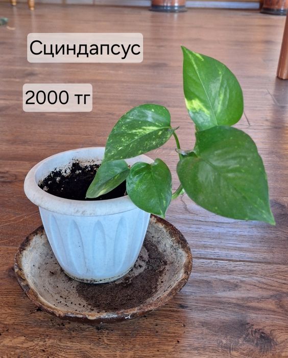 Комнатные растения