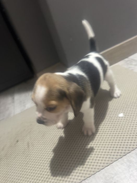 Catel de rasa Beagle