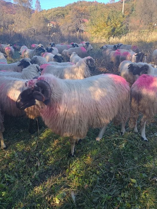 Mior breaz de vânzare