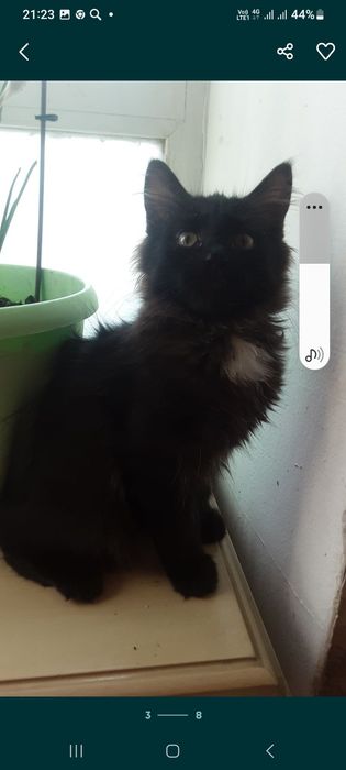 Отдам бесплатно котенка