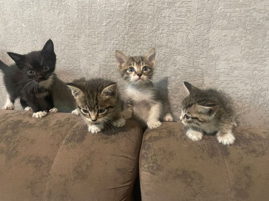Котята красивые и ручные