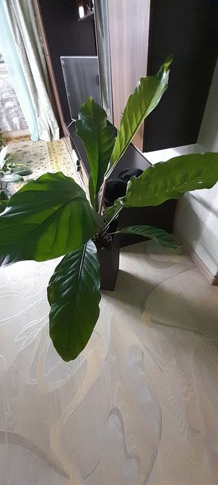 Антуриум сорт Хукери