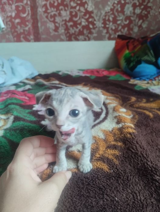 Котенок донской сфинкс