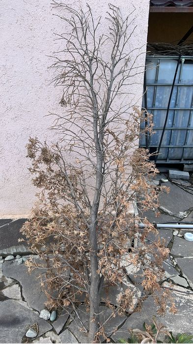 Ветки орешника, корилус, корелиус