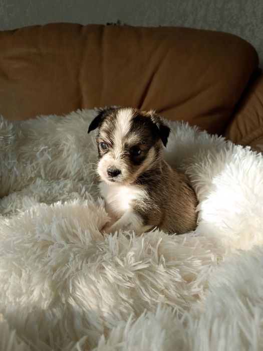 Миниатюрные щеночки в дар