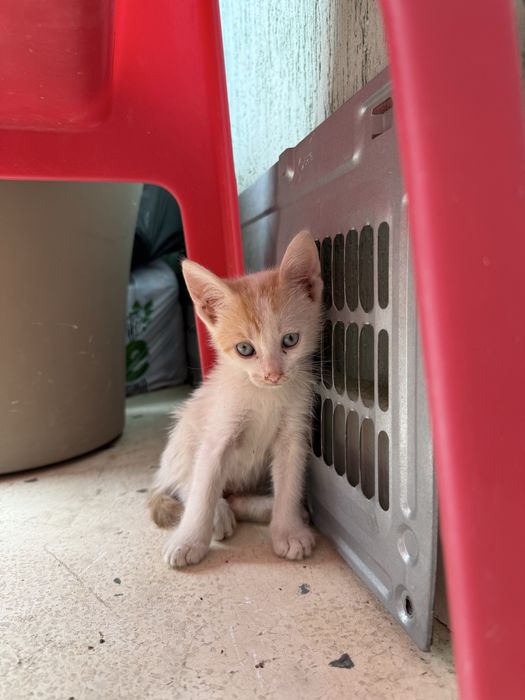 Подарявам котенце