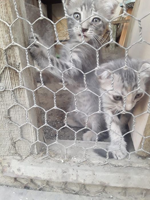 Вислоухая кошечка