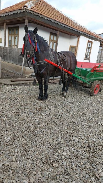 Vând iapa de 12 ani / schimb d