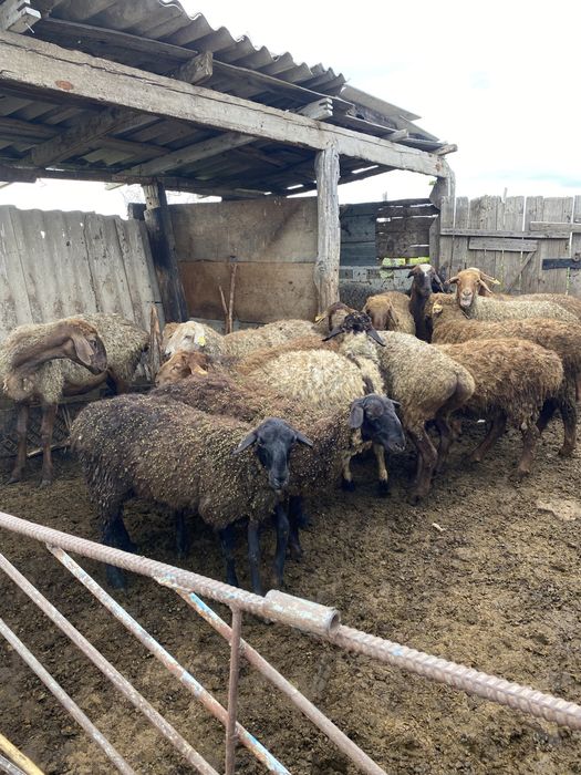 Қойлар тоқтылар сатыдады