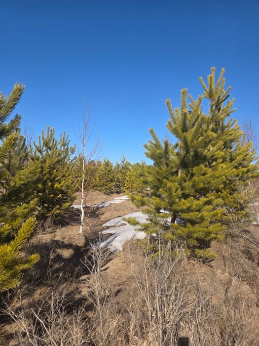 Предоставляем услуги по озеленению