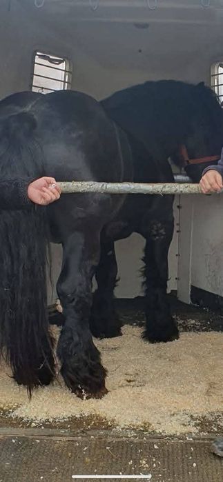 Mînz de 7 luni caută alții iubitori