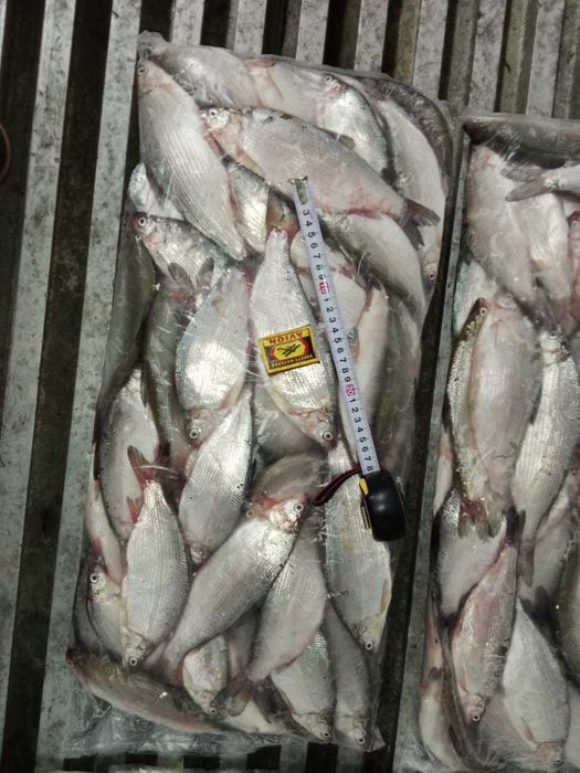 Пелядь свежемороженая