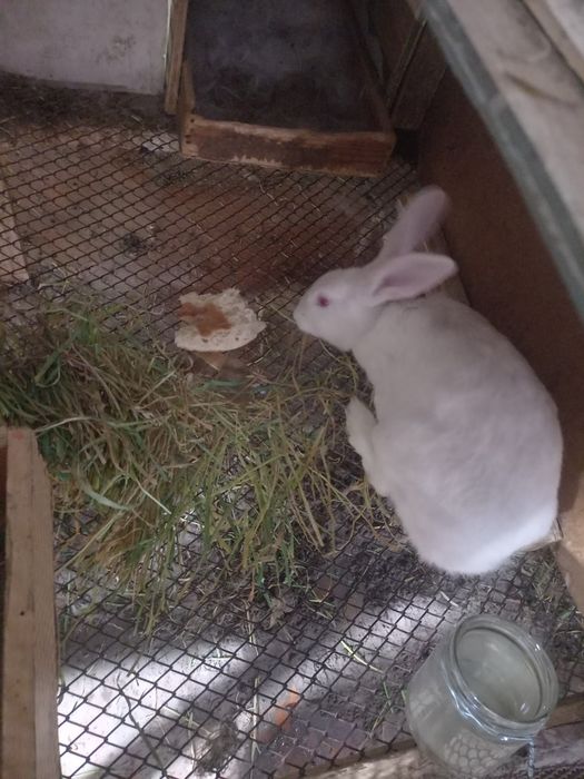 Ona quyon va bolasi sotiladi