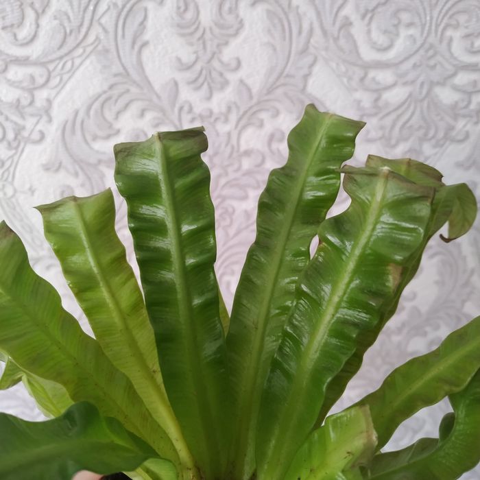 Асплениум Crispy Wave