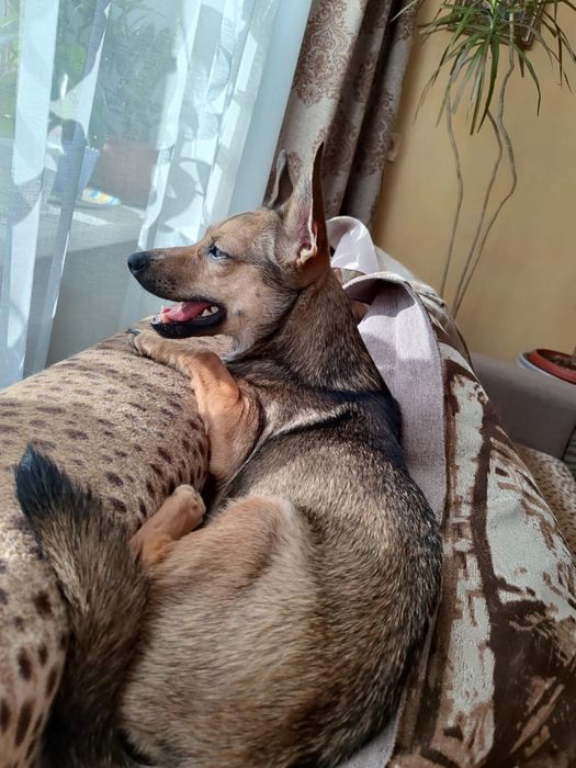 Найдена собака, ищем новых хозяев