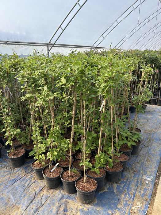 Kiwi (Actinidia chinensis) Aclimatizat