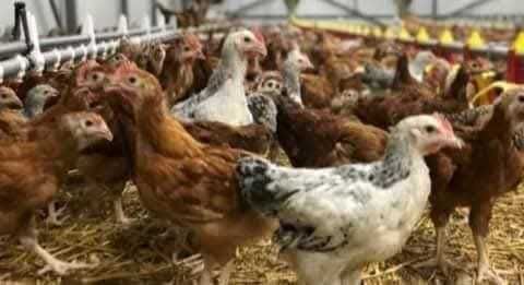 Pui alb rasă mixtă