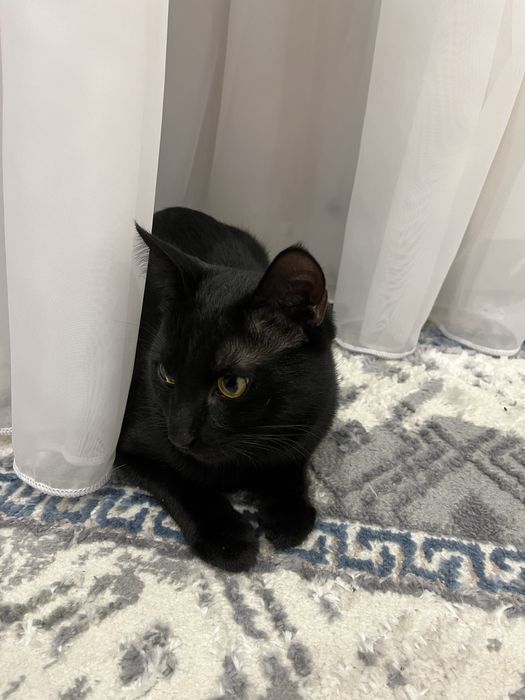 Отдам кошку (Муиз)