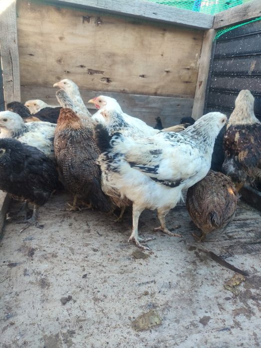 Продам цыплят от домашних кур!