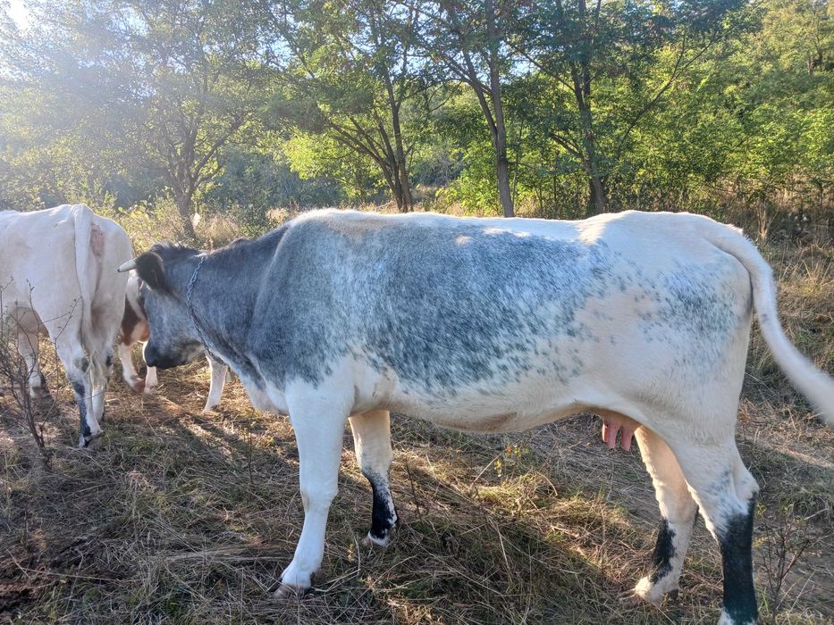 Animale domestice mai exact vaci din gospodarie propie