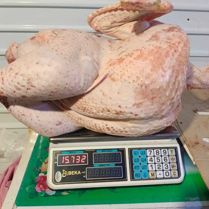 Мясо Домашнего Индюка, Утки, Бройлера, Индаутки