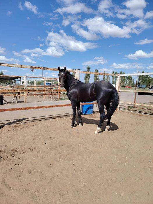 Ахалтекинская жеребец продаётся