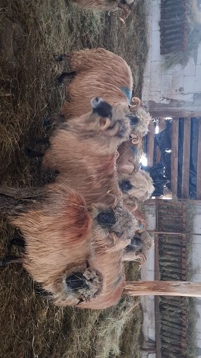 Vând berbeci bucalai