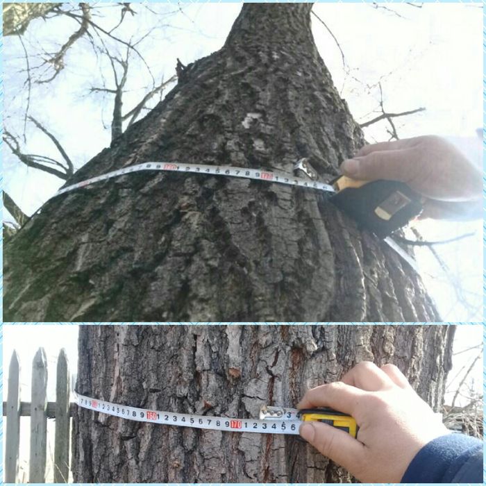 3 Дуба. продам вместе.