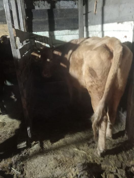 Продам кораву уп