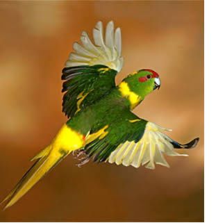 Кокарики шымкент