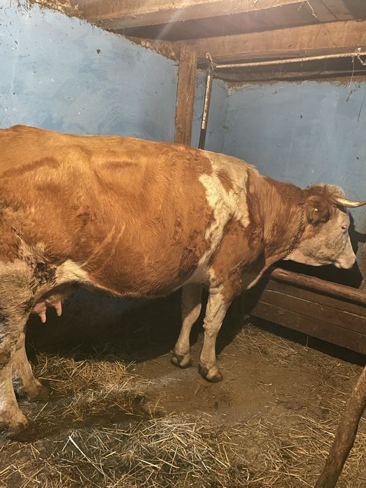 Vand vaca balțată româneasca