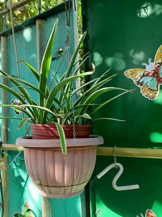 Цветы домашние  , цветущая фиалка