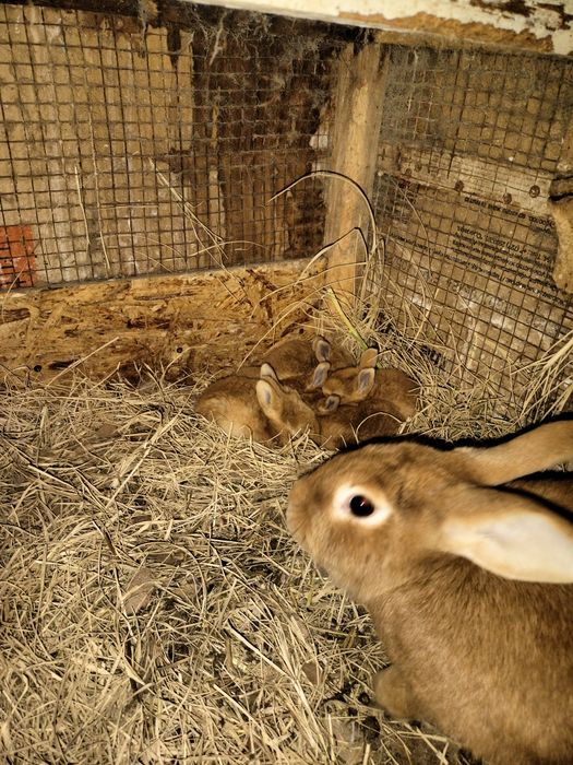 Продам  кроликов.