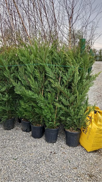 Vindem leylandii de calitate extra