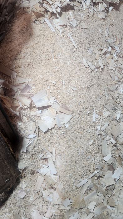 Опилки древесные