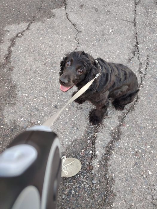 Пропала собака спаниель