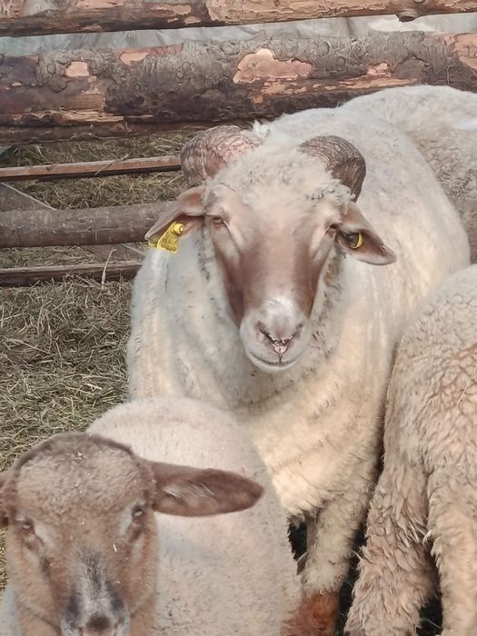 Vând  Berbec roșu în varstă de 3 ani