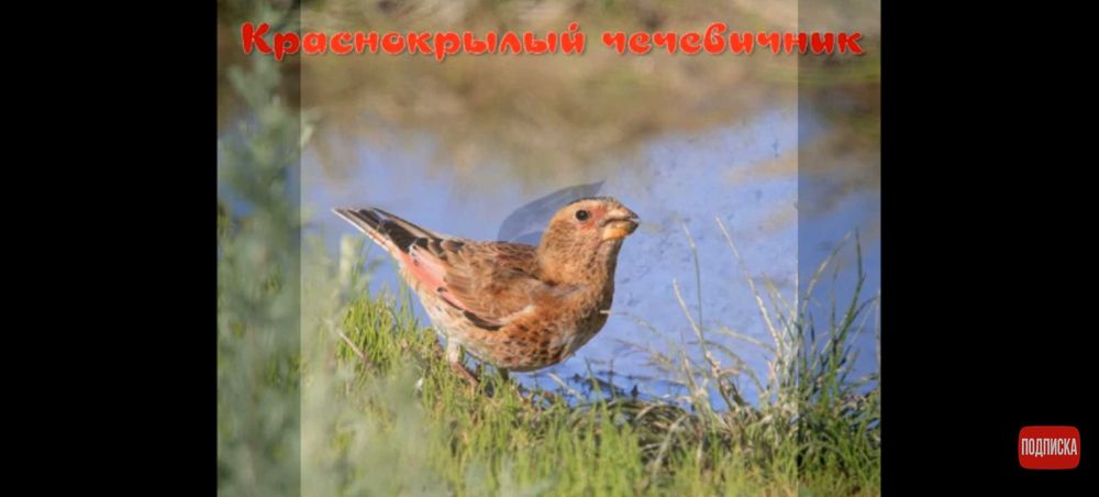 Продам птицу певчую