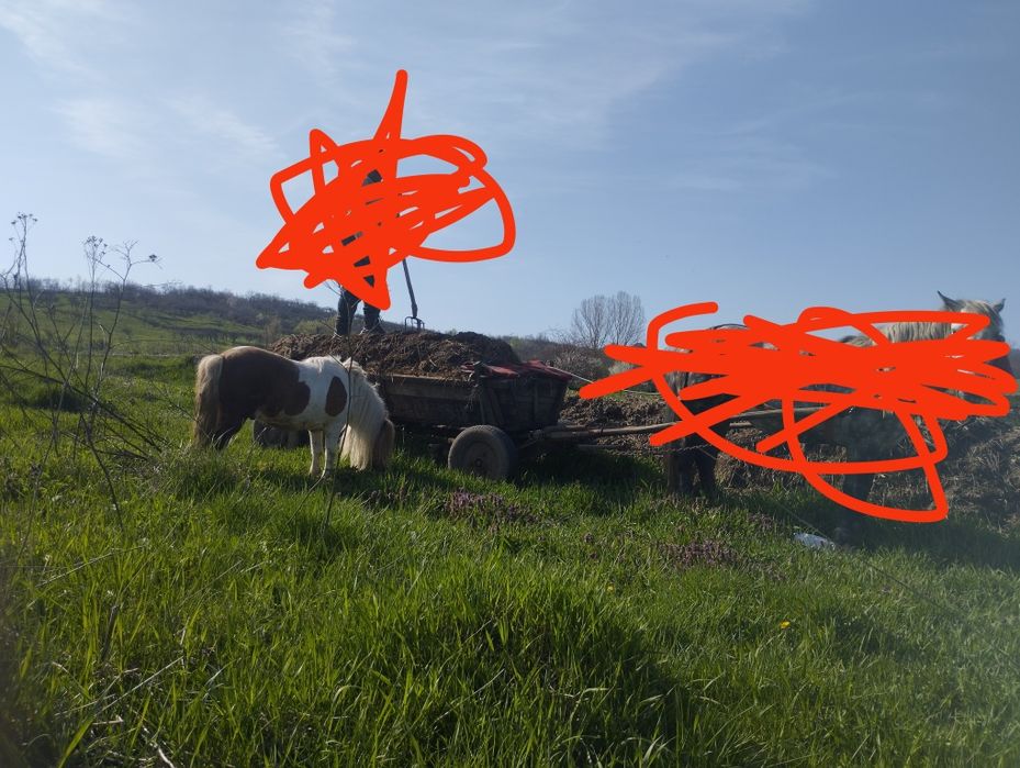 Vând ponei armasar