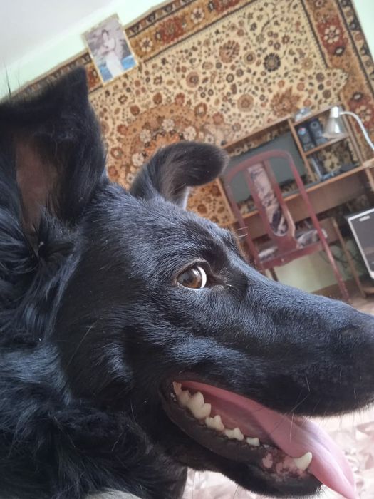 Отдам даром в добрые руки