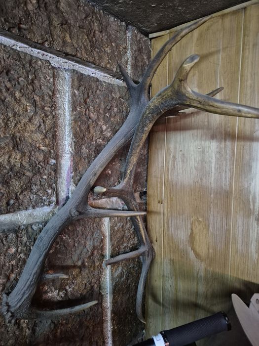 Еленски рога чифт