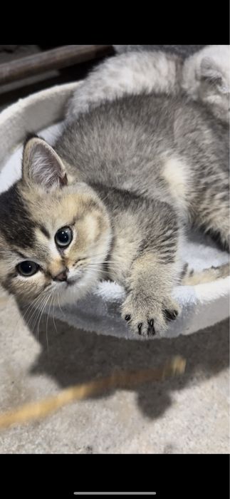 Scottish Fold va Scottish Straight Toza qon Chinchilla Sotuvda