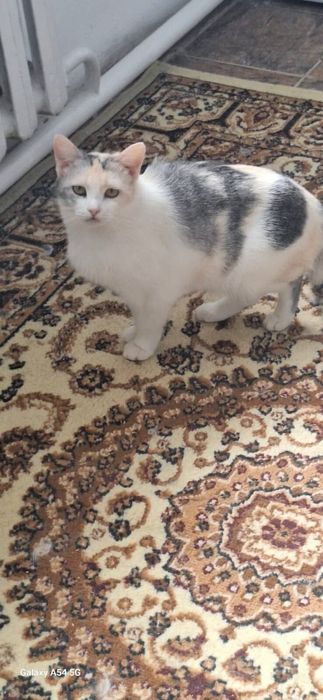 Кошка в добрые руки