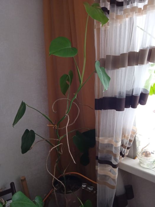 Цветы домашние продаются