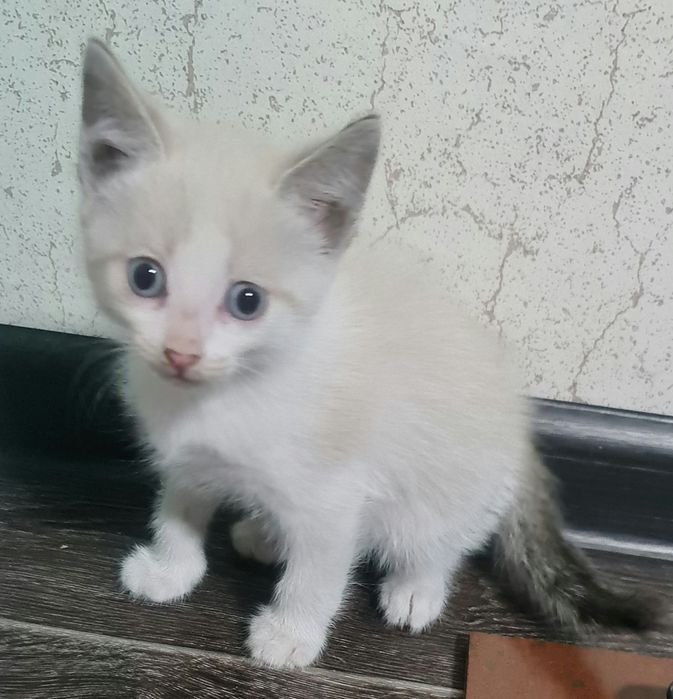 Отдам котят 2 месяца