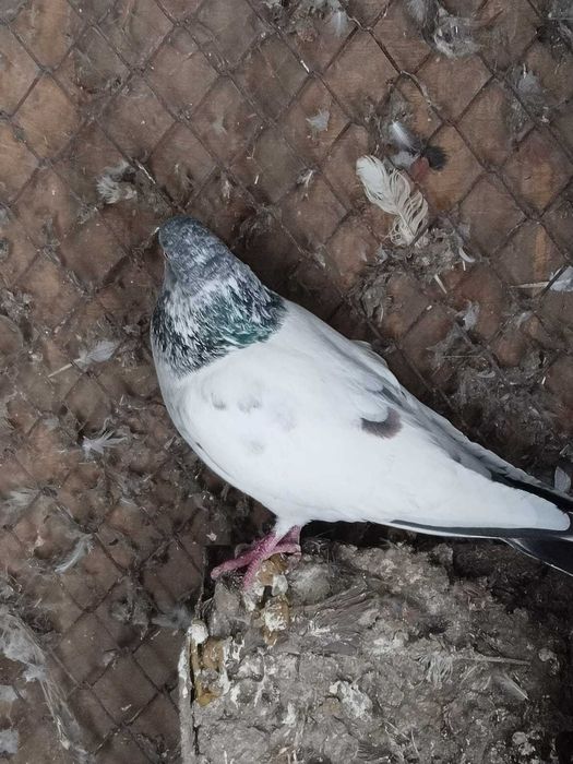 Пакистанский голубь