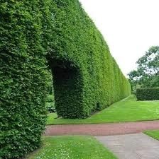 Живая Изгород и Бюричина