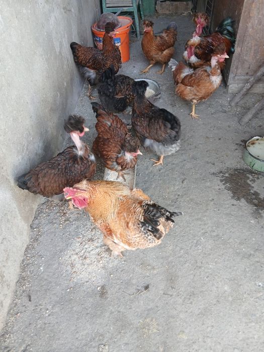 Gaini motate  golase